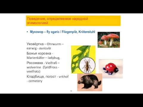 Мухомор – fly agaric / Fliegenpilz, Krötenstuhl Уховёртка – Ohrwurm –