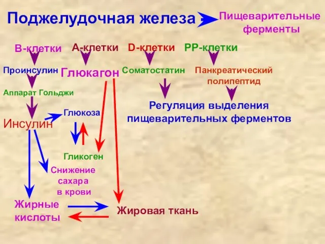 Поджелудочная железа В-клетки А-клетки D-клетки PP-клетки Проинсулин Аппарат Гольджи Инсулин Глюкагон