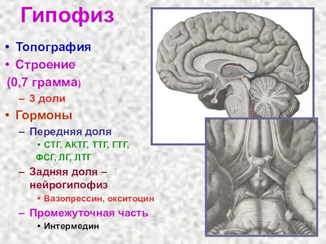 Гипофиз Топография Строение (0,7 грамма) 3 доли Гормоны Передняя доля СТГ,