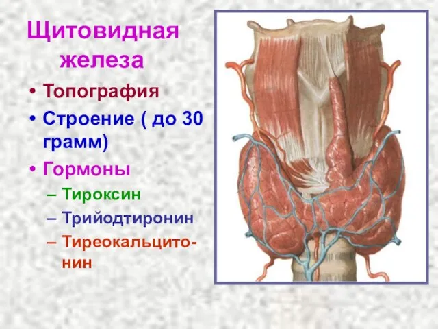 Щитовидная железа Топография Строение ( до 30 грамм) Гормоны Тироксин Трийодтиронин Тиреокальцито-нин