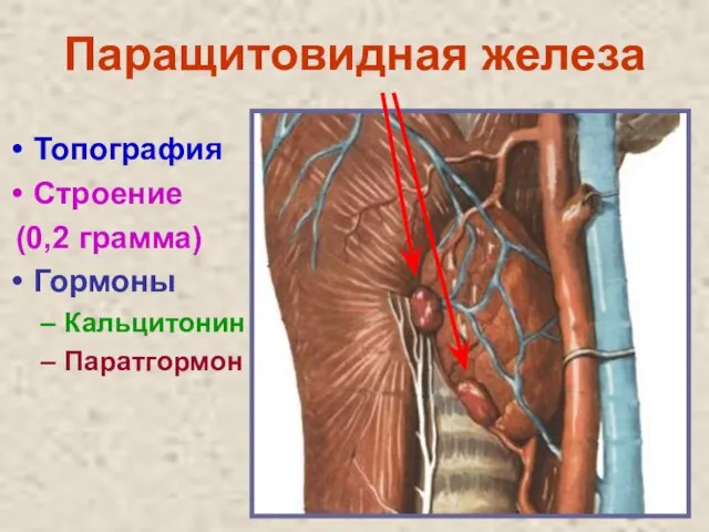 Паращитовидная железа Топография Строение (0,2 грамма) Гормоны Кальцитонин Паратгормон