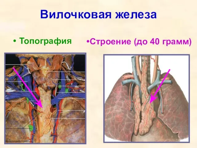 Вилочковая железа Топография Строение (до 40 грамм)