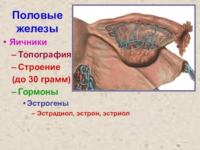 Половые железы Яичники Топография Строение (до 30 грамм) Гормоны Эстрогены Эстрадиол, эстрон, эстриол