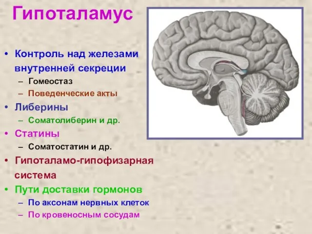 Гипоталамус Контроль над железами внутренней секреции Гомеостаз Поведенческие акты Либерины Соматолиберин