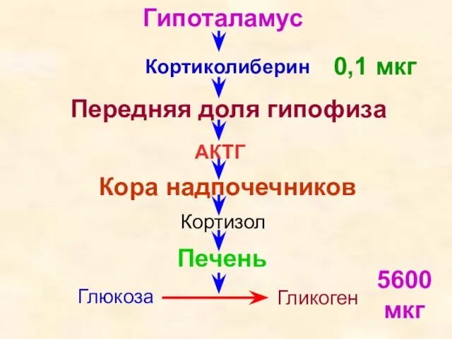 Гипоталамус Кортиколиберин Передняя доля гипофиза АКТГ Кора надпочечников Кортизол Печень Глюкоза Гликоген 0,1 мкг 5600 мкг