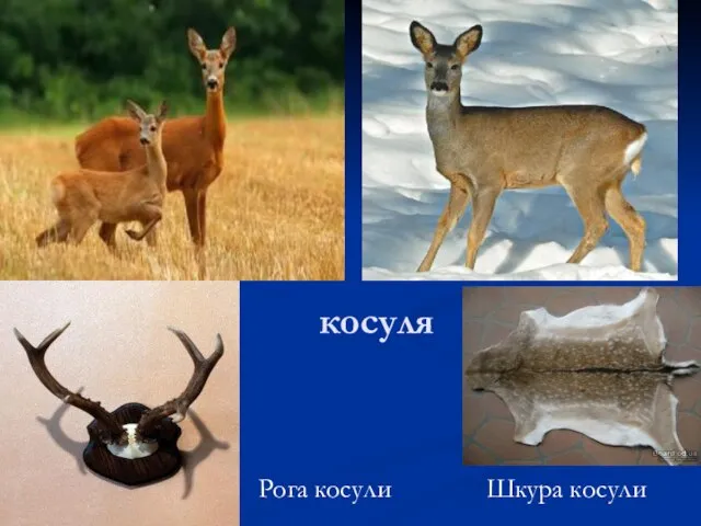 косуля Рога косули Шкура косули