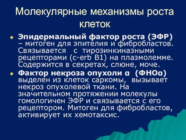 Молекулярные механизмы роста клеток Эпидермальный фактор роста (ЭФР) – митоген для