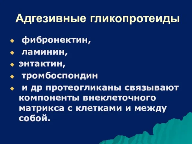 Адгезивные гликопротеиды фибронектин, ламинин, энтактин, тромбоспондин и др протеогликаны связывают компоненты