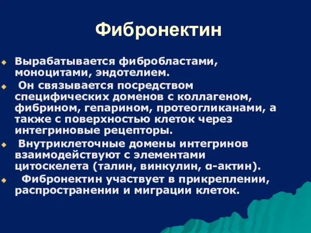 Фибронектин Вырабатывается фибробластами, моноцитами, эндотелием. Он связывается посредством специфических доменов с