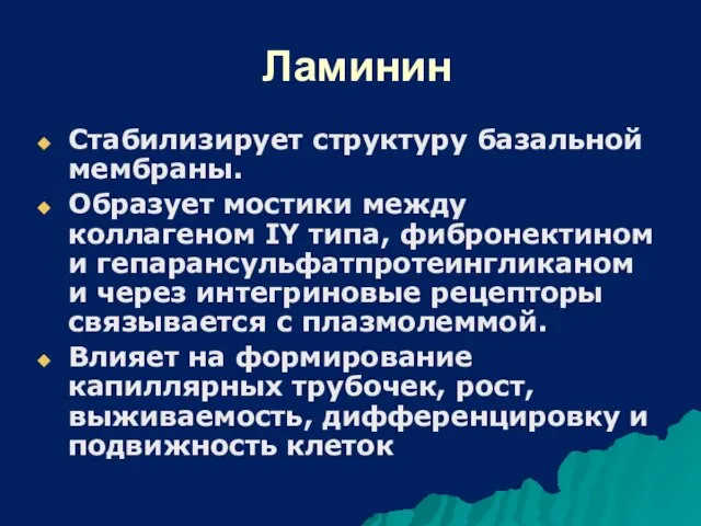 Ламинин Стабилизирует структуру базальной мембраны. Образует мостики между коллагеном IY типа,