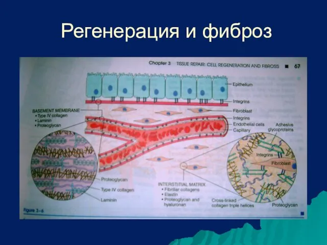 Регенерация и фиброз