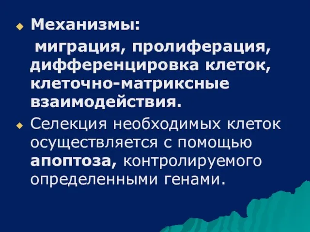 Механизмы: миграция, пролиферация, дифференцировка клеток, клеточно-матриксные взаимодействия. Селекция необходимых клеток осуществляется