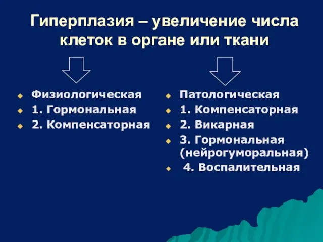 Гиперплазия – увеличение числа клеток в органе или ткани Физиологическая 1.