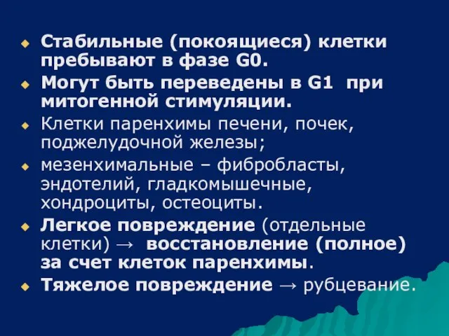 Стабильные (покоящиеся) клетки пребывают в фазе G0. Могут быть переведены в