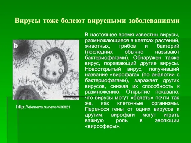 Вирусы тоже болеют вирусными заболеваниями В настоящее время известны вирусы, размножающиеся