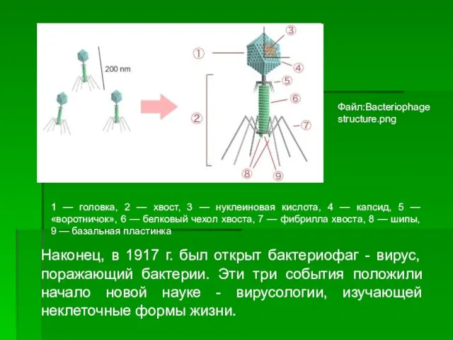 Наконец, в 1917 г. был открыт бактериофаг - вирус, поражающий бактерии.