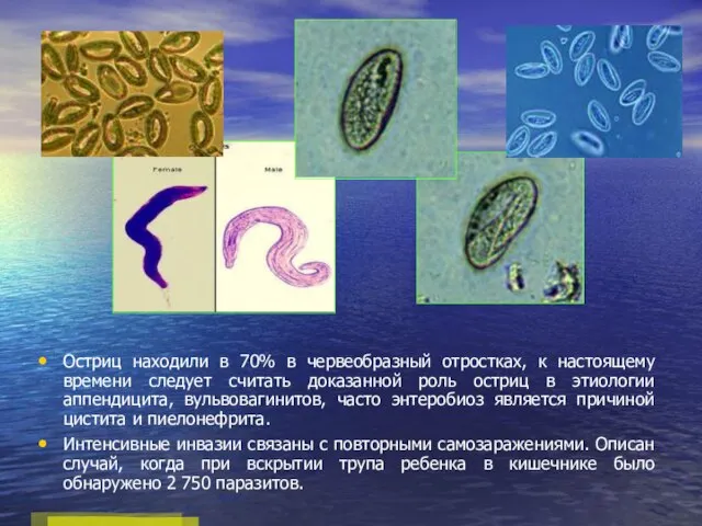 Остриц находили в 70% в червеобразный отростках, к настоящему времени следует