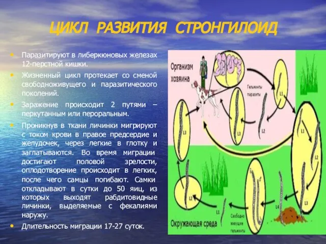 ЦИКЛ РАЗВИТИЯ СТРОНГИЛОИД Паразитируют в либеркюновых железах 12-перстной кишки. Жизненный цикл