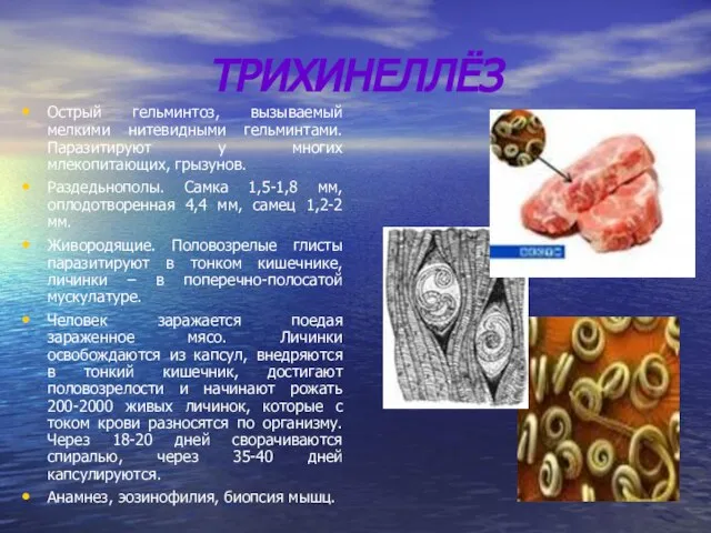 ТРИХИНЕЛЛЁЗ Острый гельминтоз, вызываемый мелкими нитевидными гельминтами. Паразитируют у многих млекопитающих,