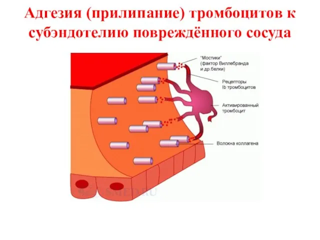 Адгезия (прилипание) тромбоцитов к субэндотелию повреждённого сосуда