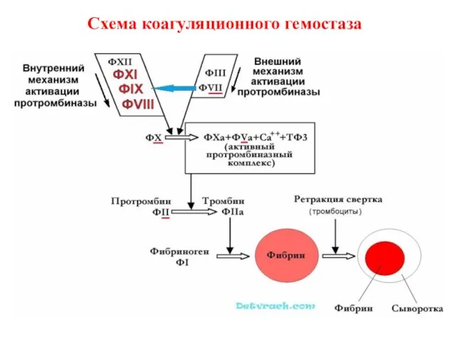 Схема коагуляционного гемостаза