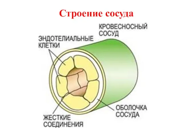 Строение сосуда