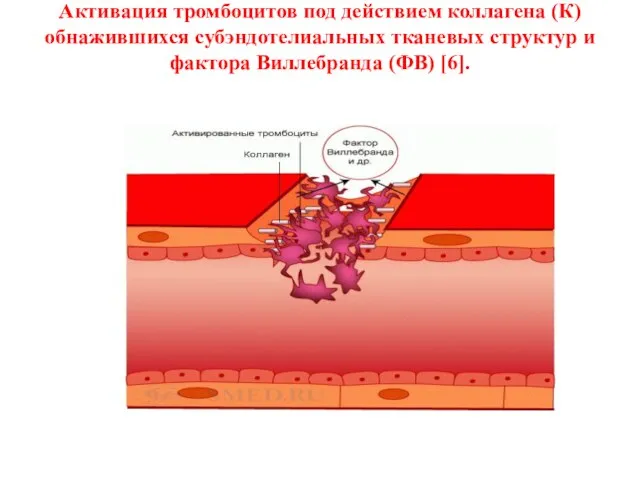 Активация тромбоцитов под действием коллагена (К) обнажившихся субэндотелиальных тканевых структур и фактора Виллебранда (ФВ) [6].