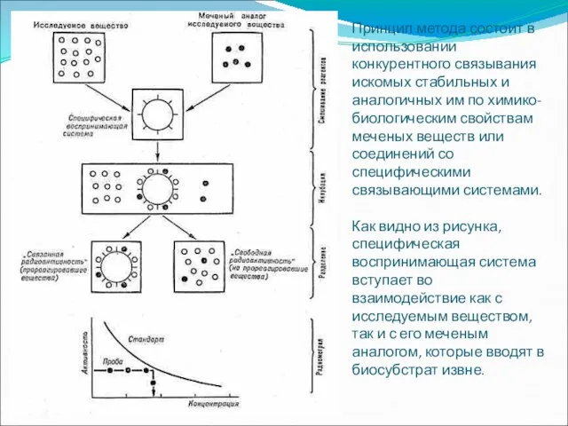 Принцип метода состоит в использовании конкурентного связывания искомых стабильных и аналогичных