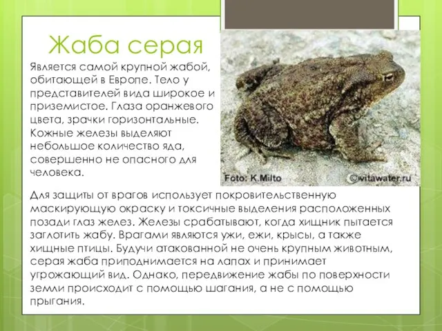 Жаба серая Является самой крупной жабой, обитающей в Европе. Тело у