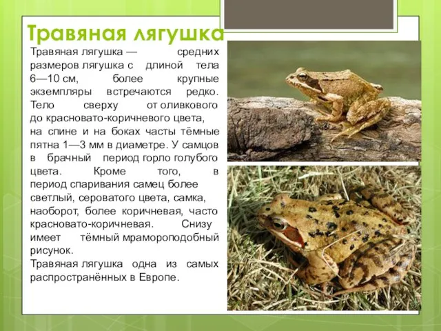 Травяная лягушка Травяная лягушка — средних размеров лягушка с длиной тела