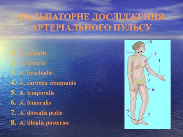 ПАЛЬПАТОРНЕ ДОСЛІДЖЕННЯ АРТЕРІАЛЬНОГО ПУЛЬСУ А. radialis A. ulnaris A. brachialis A.