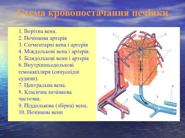 Схема кровопостачання печінки