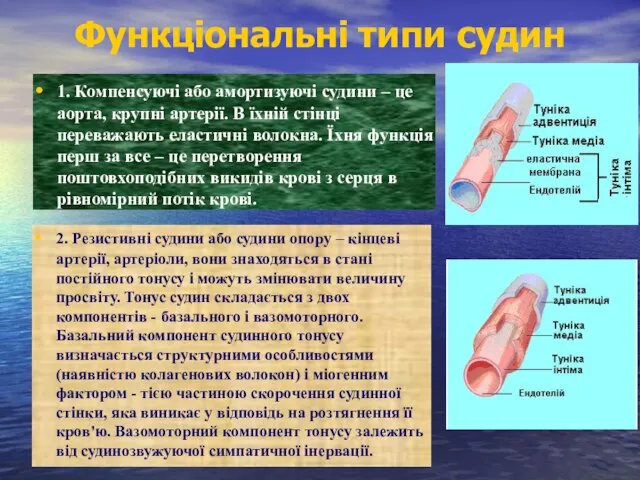 1. Компенсуючі або амортизуючі судини – це аорта, крупні артерії. В