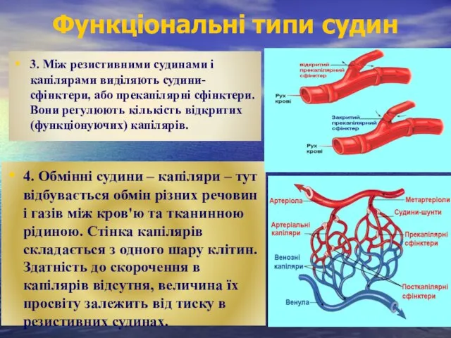 3. Між резистивними судинами і капілярами виділяють судини-сфінктери, або прекапілярні сфінктери.