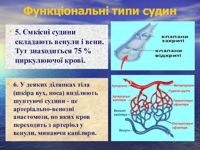 5. Ємкісні судини складають венули і вени. Тут знаходиться 75 %