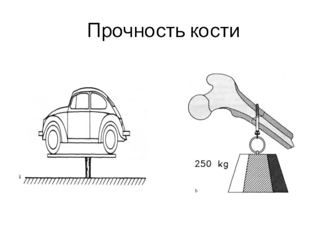 Прочность кости