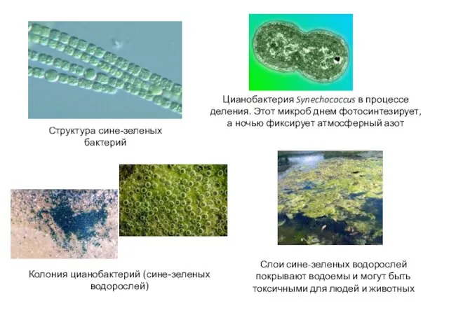 Колония цианобактерий (сине-зеленых водорослей) Структура сине-зеленых бактерий Цианобактерия Synechococcus в процессе