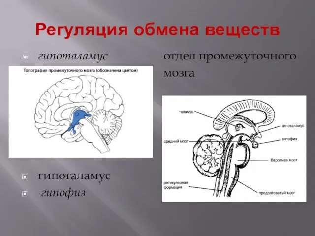 Регуляция обмена веществ гипоталамус отдел промежуточного мозга гипоталамус гипофиз