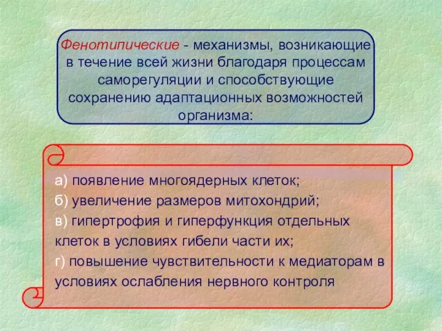 Фенотuпuческuе - механизмы, возникающие в течение всей жизни благодаря процессам саморегуляции