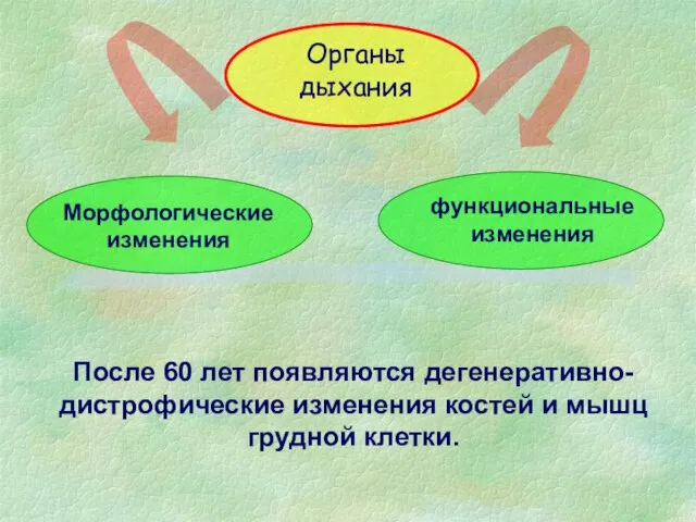 После 60 лет появляются дегенеративно-дистрофические изменения костей и мышц грудной клетки.