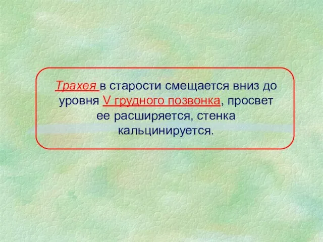 Трахея в старости смещается вниз до уровня V грудного позвонка, просвет ее расширяется, стенка кальцинируется.