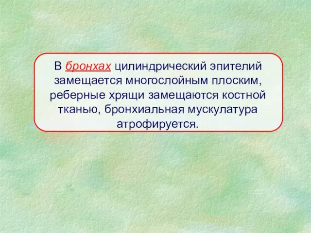 В бронхах цилиндрический эпителий замещается многослойным плоским, реберные хрящи замещаются костной тканью, бронхиальная мускулатура атрофируется.