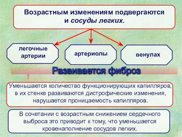 Возрастным изменениям подвергаются и сосуды легких. легочные артерии артериолы венулах Развивается