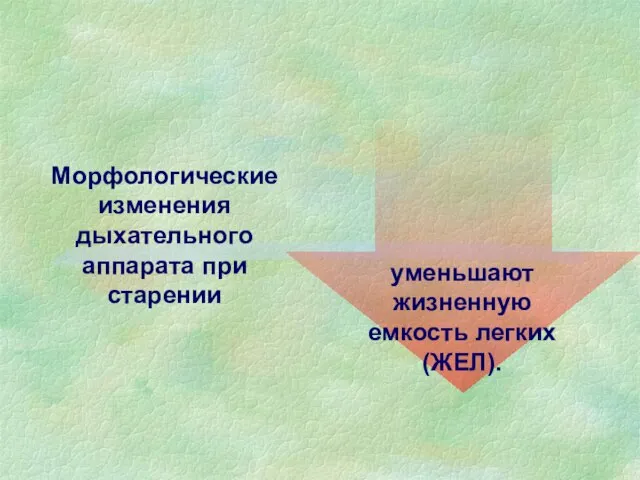 уменьшают жизненную емкость легких (ЖЕЛ). Морфологические изменения дыхательного аппарата при старении