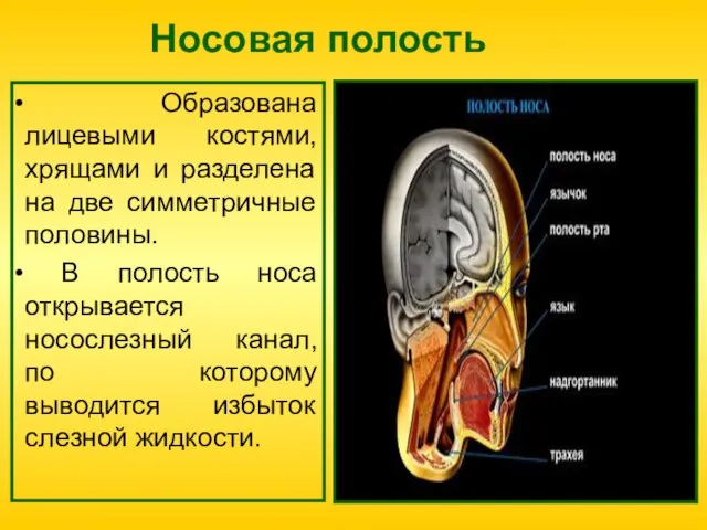 Носовая полость Образована лицевыми костями, хрящами и разделена на две симметричные