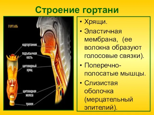 Строение гортани Хрящи. Эластичная мембрана, (ее волокна образуют голосовые связки). Поперечно-полосатые мышцы. Слизистая оболочка (мерцательный эпителий).