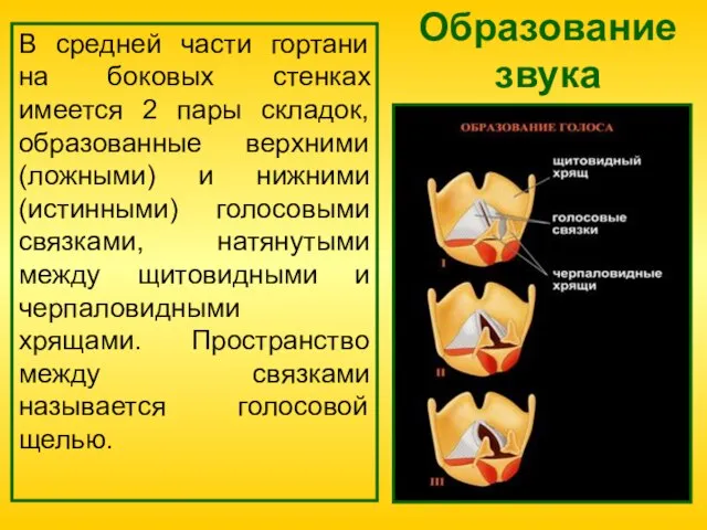 Образование звука В средней части гортани на боковых стенках имеется 2