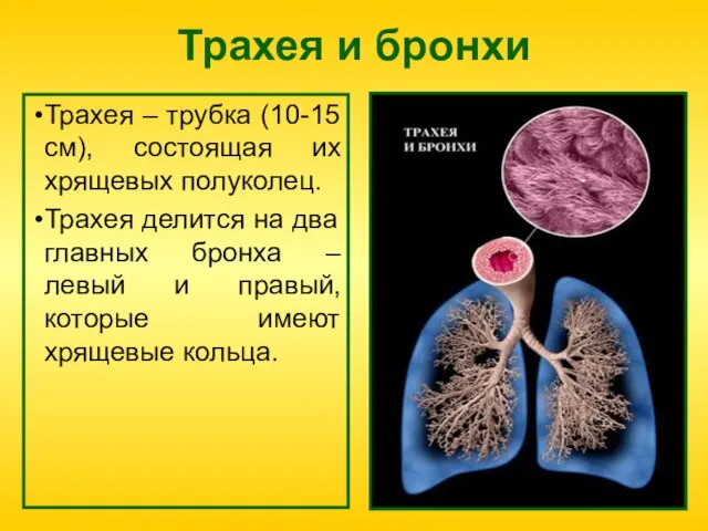 Трахея и бронхи Трахея – трубка (10-15 см), состоящая их хрящевых