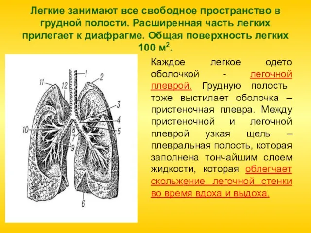 Легкие занимают все свободное пространство в грудной полости. Расширенная часть легких