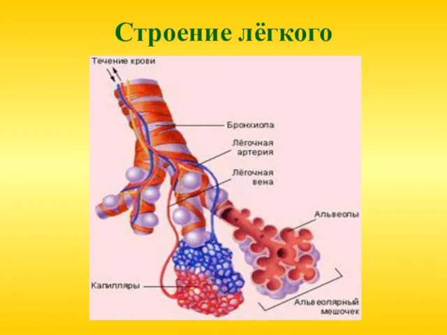 Строение лёгкого